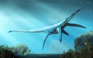 Giải mã bí ẩn: Phát hiện loài bò sát giống hệt quái vật hồ Loch Ness