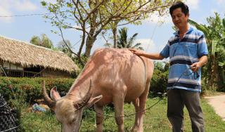 Có con trâu hiếm, lão nông miền Tây thu hút hơn 200 người đến xem mỗi ngày